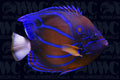 Annularis Angelfish - Adult - Sri Lanka