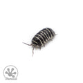 Armadillidium maculatum ‘Zebra’ Isopods
