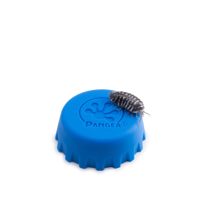 Armadillidium maculatum ‘Zebra’ Isopods