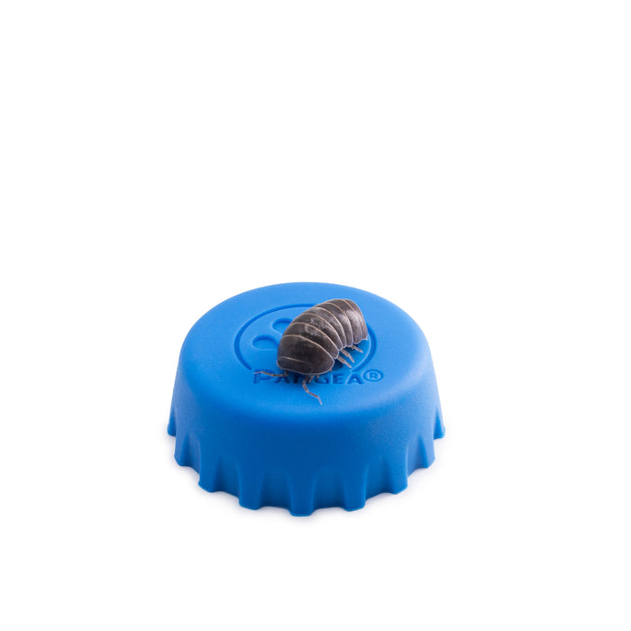Armadillo officinalis 'Spanish Pill Bug' Isopods