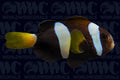 Aussie Milii Clownfish - Aquacultured - USA (QM Labs)