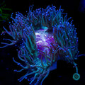 Bloodbath Elegance - Actinic Photo