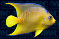 Blue Angelfish - Juvenile - USA