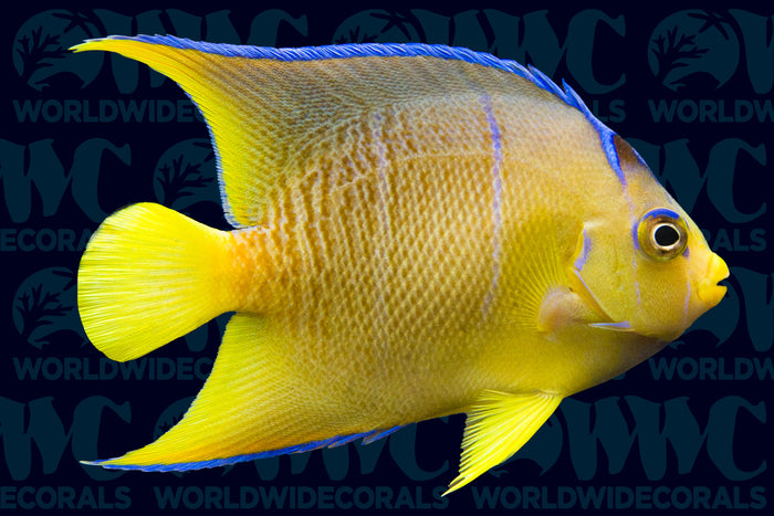Blue Angelfish - Juvenile - USA
