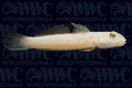 Blue Dot Sleeper Goby - Fiji