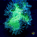 Blue Tipped Elegance - Actinic Photo