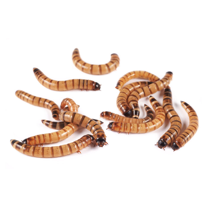 Superworms