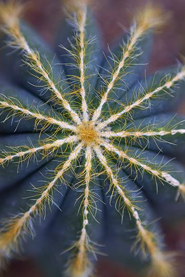 Cacti Nahz