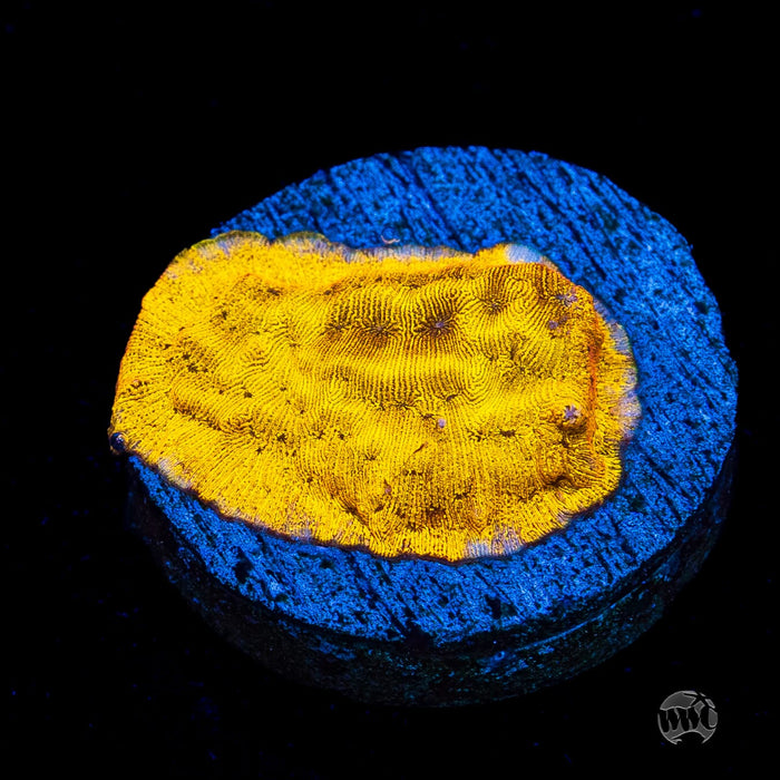 CC Tangerine Juice Leptoseris