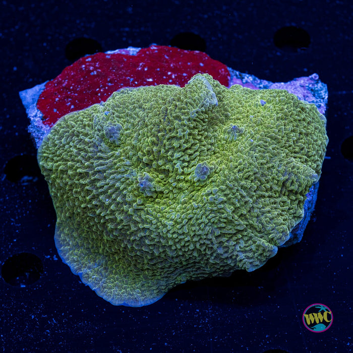Citrus Peel Elephant Ear Mushroom - Daylight Photo