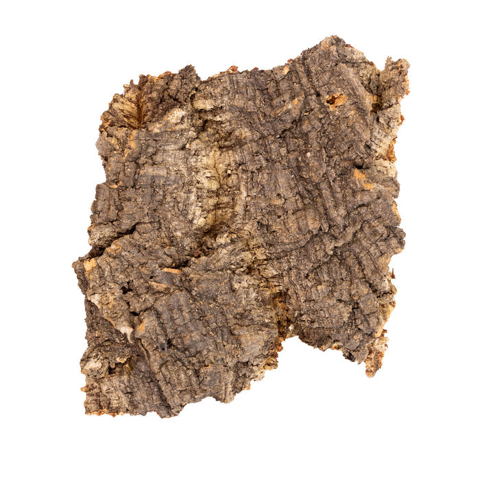 Pangea Cork Bark Flat medium isolated on a white background