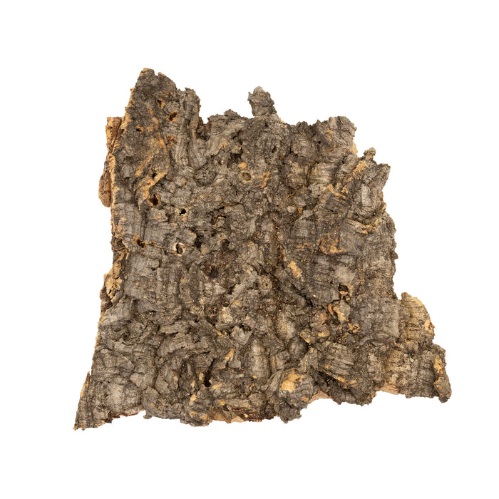 Pangea Cork Bark Flat medium isolated on a white background