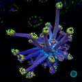 Cosmos Goniopora