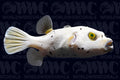 Dogface Pufferfish - Philippines