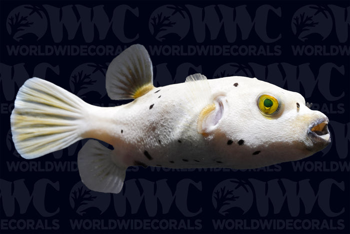 Dogface Pufferfish - Philippines
