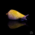 Fighting Conch