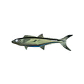 fish-razr-12in-split-tailz-black