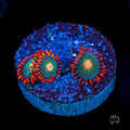 Gatorade Zoanthids