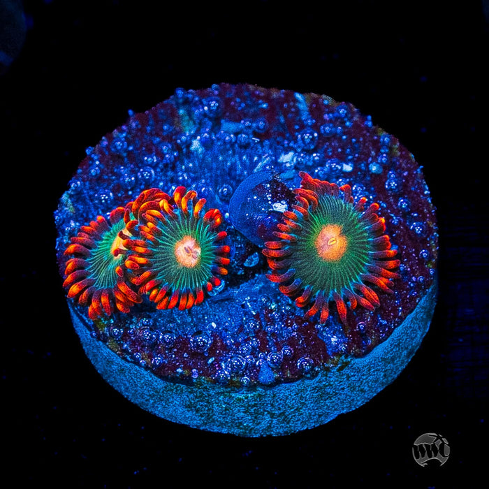 Gatorade Zoanthids