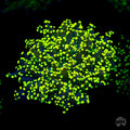 Glowbug Branching Frogspawn