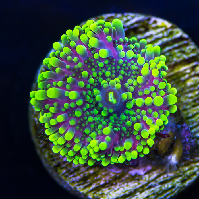 Green Purple Yuma - Daylight Photo
