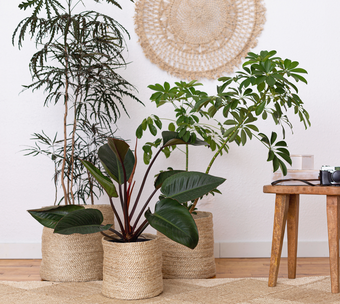 Hand Loomed Jute Plant or Storage Baskets, natural, Bangladesh, Fair Trade, Eco-friendly