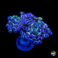 Hologram Branching Hammer