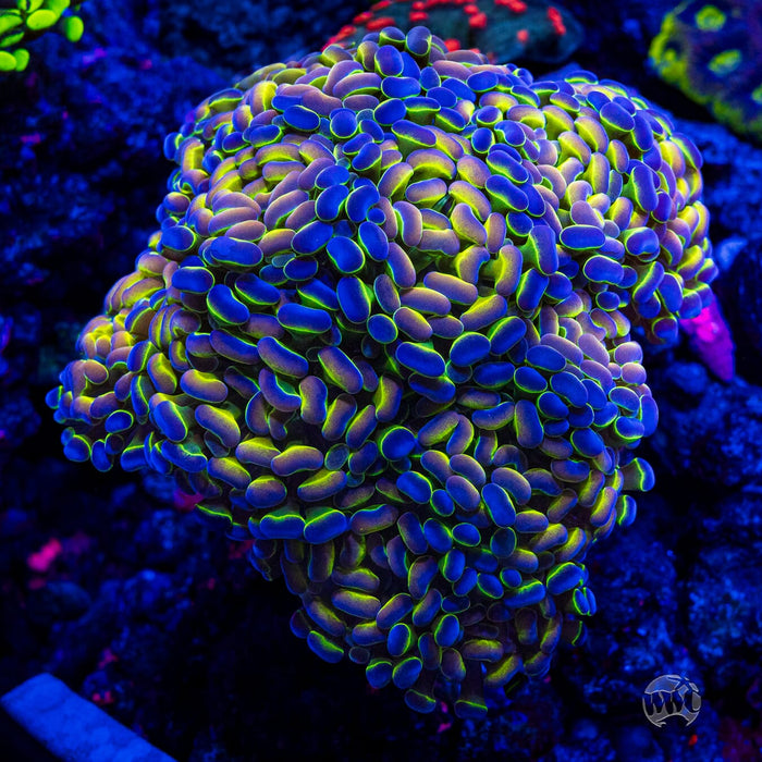Hologram Branching Hammer - Mother Colony Photo