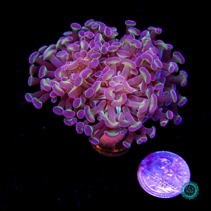 Hologram Branching Hammer - Daylight Photo
