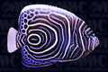 Imperator Angelfish - Juvenile - Philippines