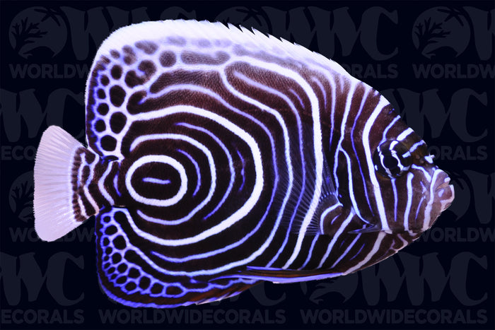 Imperator Angelfish - Juvenile - Philippines