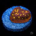 Jason Fox Autumn Harvest Psammocora