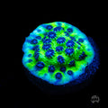 Jason Fox Master PPE Cyphastrea Coral