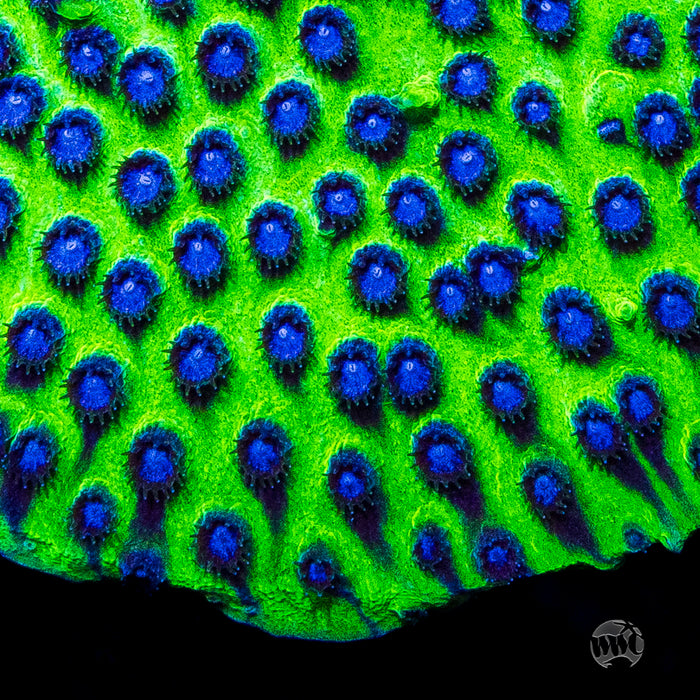 Jason Fox Master PPE Cyphastrea Coral
