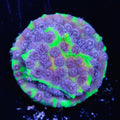 Jason Fox PPE Cyphastrea - Daylight Photo