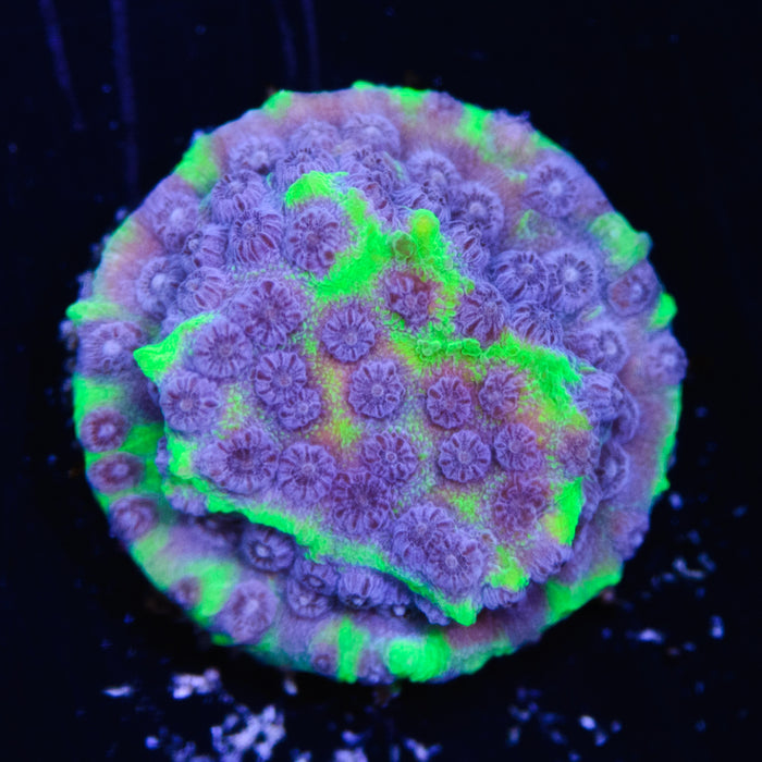 Jason Fox PPE Cyphastrea - Daylight Photo