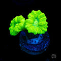 Kryptonite Candy Canes Coral