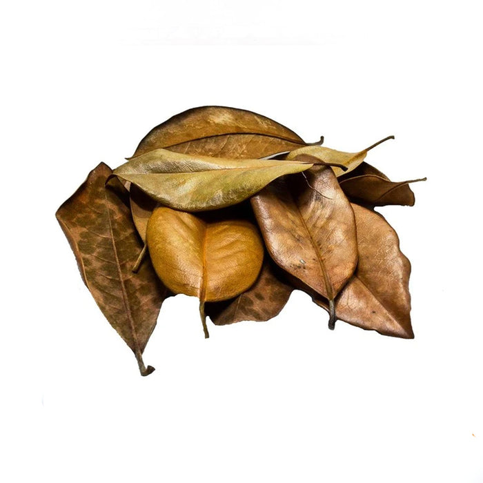 Magnolia Leaf Litter