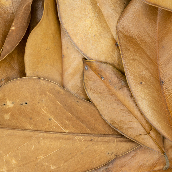 Magnolia Leaf Litter