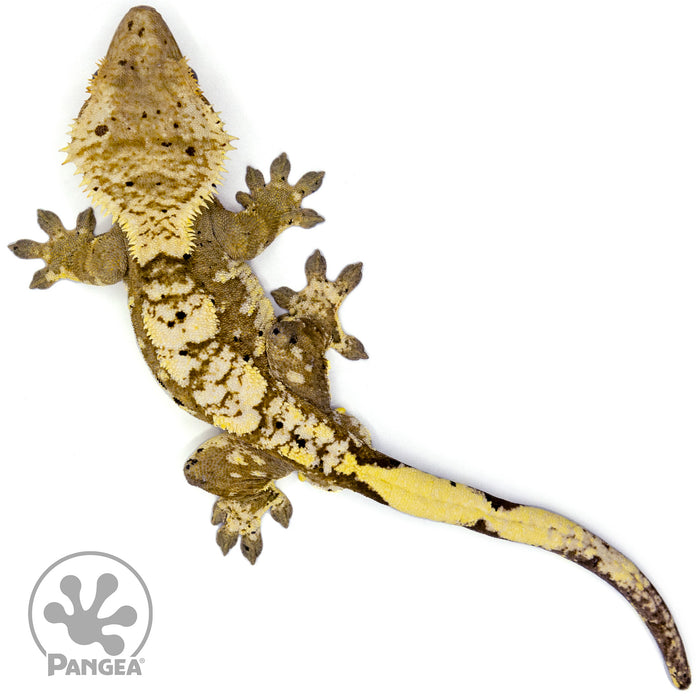 Male Harlequin Dalmatian Crested Gecko Cr-1441 from above