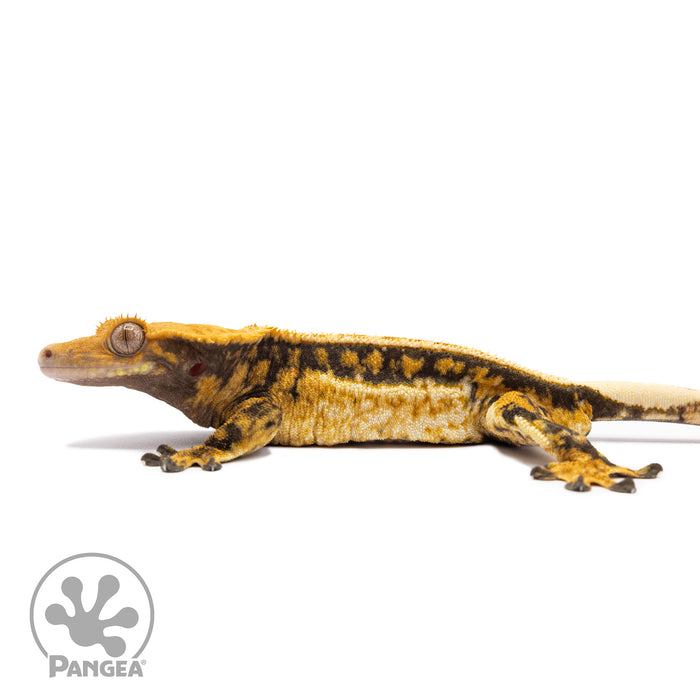 Male Tricolor Quadstripe Crested Gecko Cr-1540 facing left