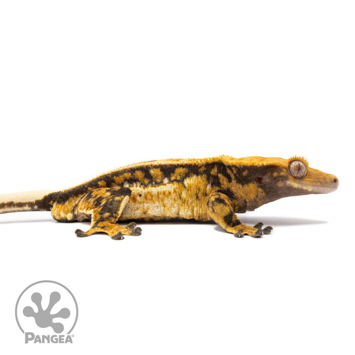Male Tricolor Quadstripe Crested Gecko Cr-1540 facing right
