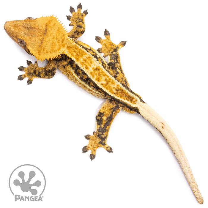 Male Tricolor Quadstripe Crested Gecko Cr-1540 from above