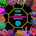 Mystery Cyphastrea Frag Pack (4 Frags)