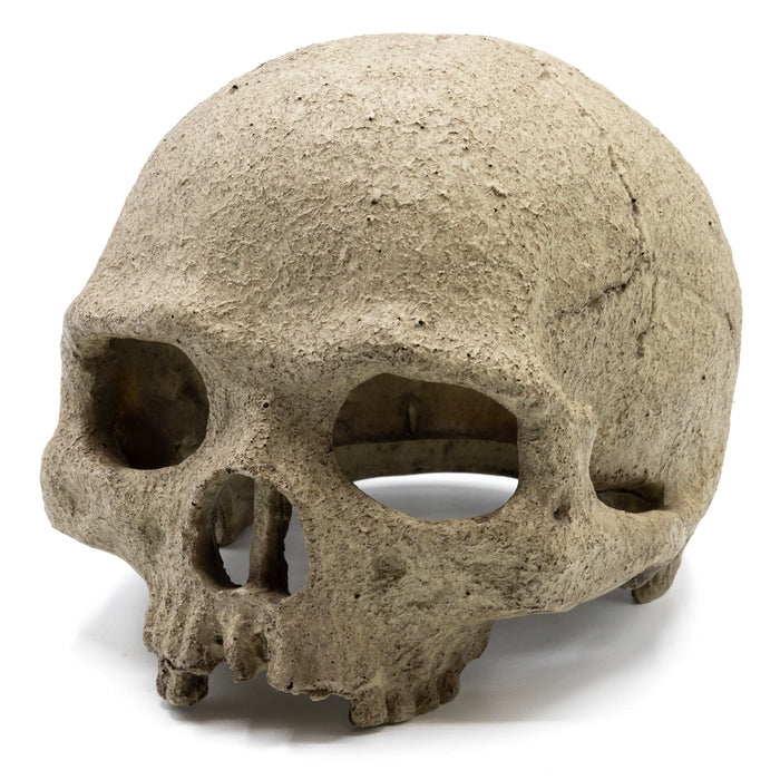 Pangea Human Skull Reptile Hide