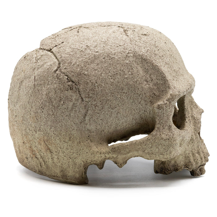 Pangea Human Skull Reptile Hide