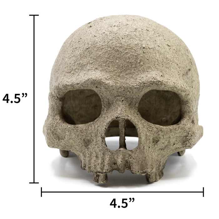 Pangea Human Skull Reptile Hide