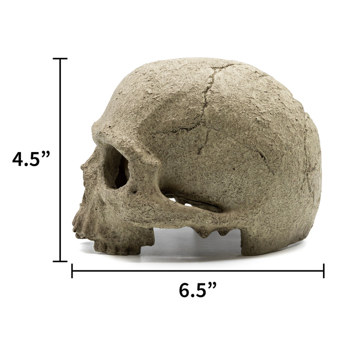 Pangea Human Skull Reptile Hide