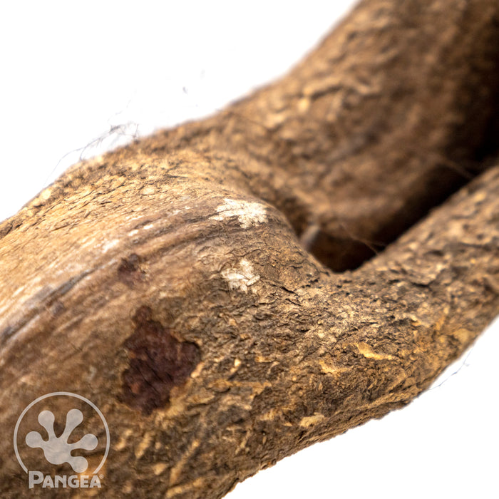 Pangea Jungle Wood extreme close up on details.