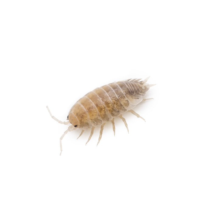 Porcellio laevis 'Milkback' Isopods